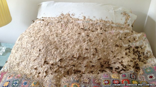 Illustration for article titled Winchester woman finds 3ft wasp on bed.